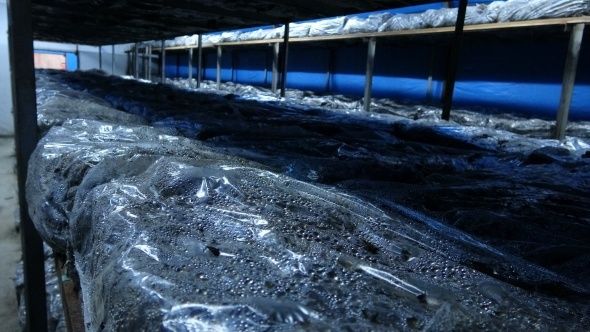 Paraya para demiyorlar! Bu işi evinizin bodrumunda dahi yapabilirsiniz 11