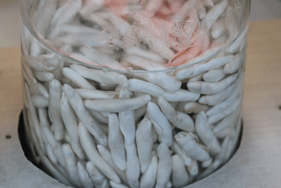 İlginizi çekecek! Bu sakızın kilosu yarım altınla yarışıyor 2