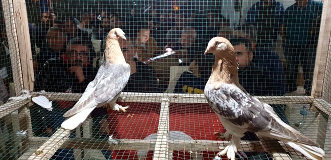 Muğla'da yetişiyor! Bir tas çorbası 350 dolar 3