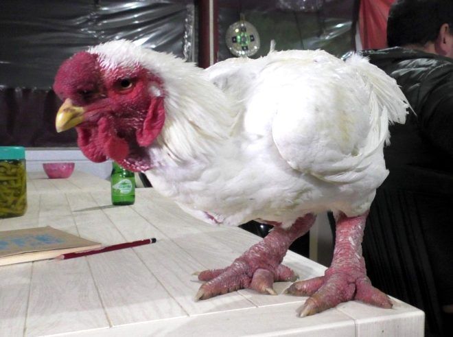 Muğla'da yetişiyor! Bir tas çorbası 350 dolar 4