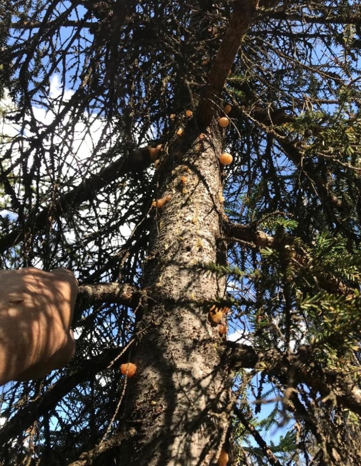 Kilosu altınla yarışıyor: Tam bir şifa deposu 8