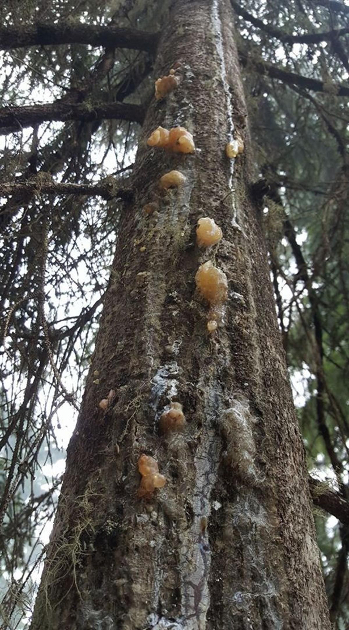 Kilosu altınla yarışıyor: Tam bir şifa deposu 12