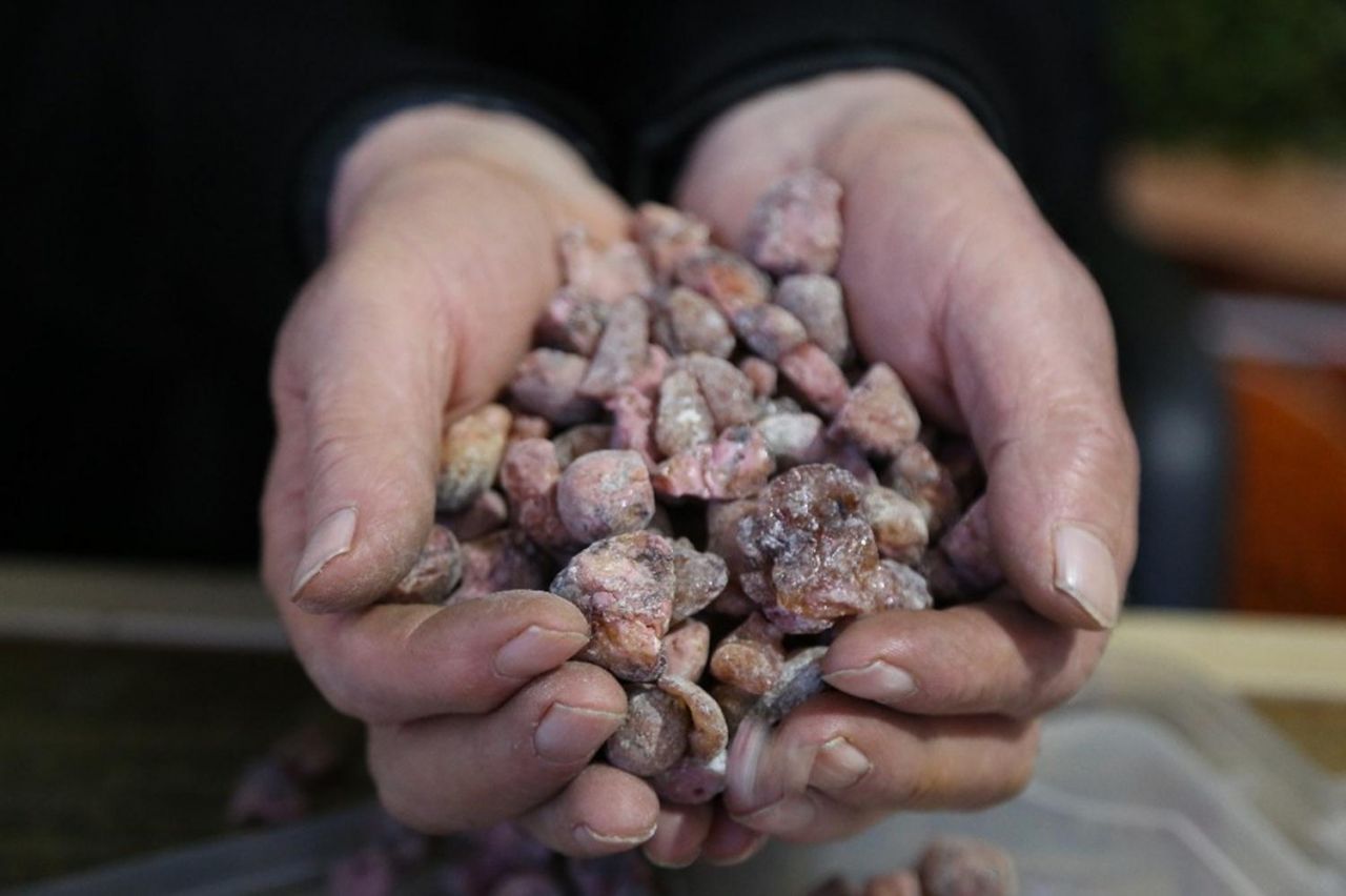 Kilosu altınla yarışıyor: Tam bir şifa deposu 5