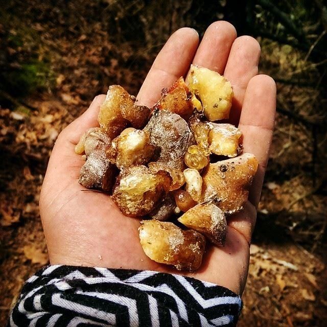 Kilosu altınla yarışıyor: Tam bir şifa deposu 4