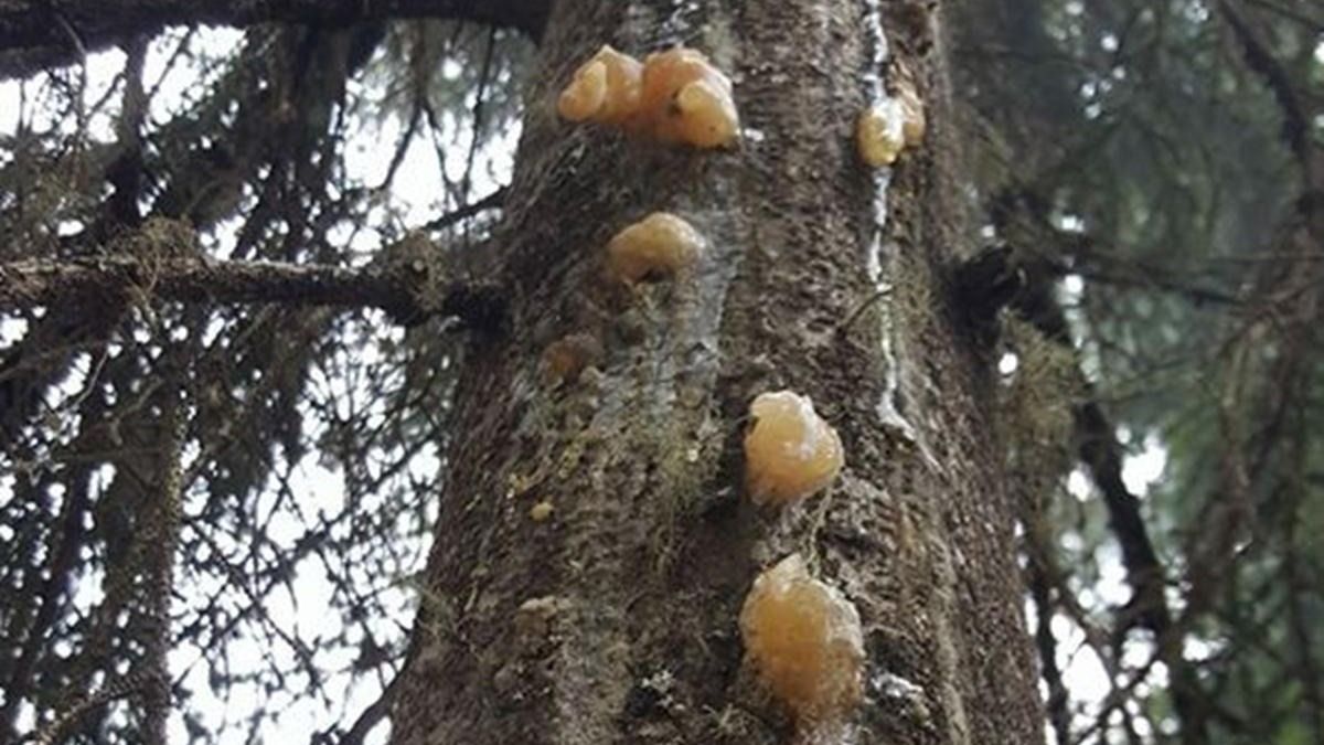 Kilosu altınla yarışıyor: Tam bir şifa deposu 1