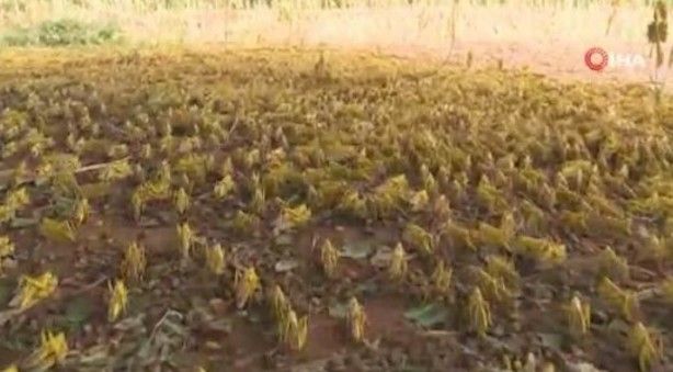 En şiddetlisi! Birçok ülkeyi istila edecek 5