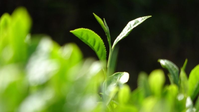 Kilosu 4 bin 500 lira! 'Beyaz iksir'in hasadı başladı 12