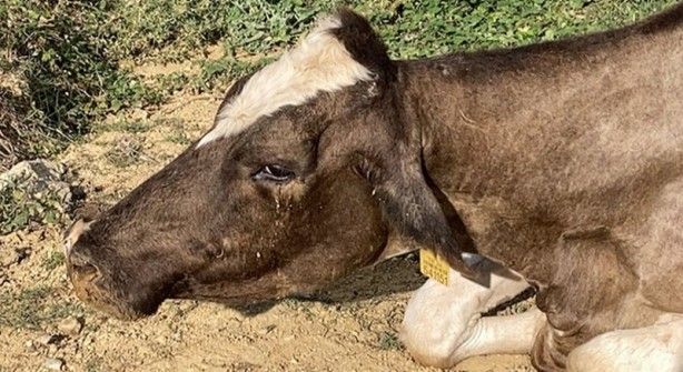 Çukura düşen ineği itfaiye kurtardı 4