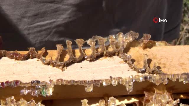 Arılar, bu yazıları yazıp kovanlarını terk ediyor 1