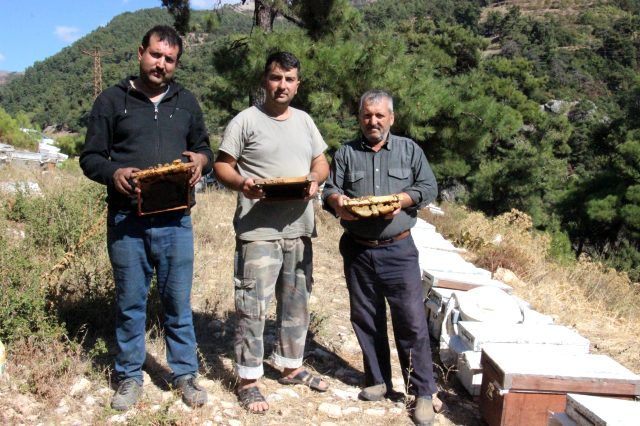 Arılar, bu yazıları yazıp kovanlarını terk ediyor 4