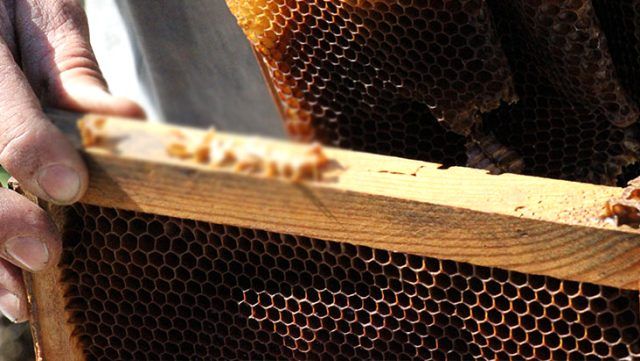 Arılar, bu yazıları yazıp kovanlarını terk ediyor 7