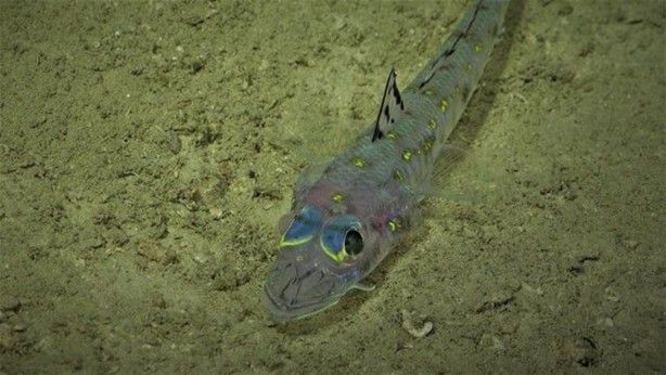 Su altında bulundu! Uzunluğu bakın kaç metre 3