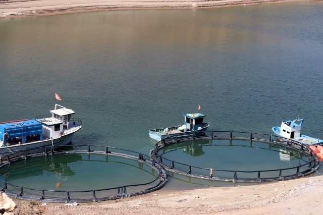 Çocukluk sevdasını işe dönüştürdü! Dünyaya satıyor 1