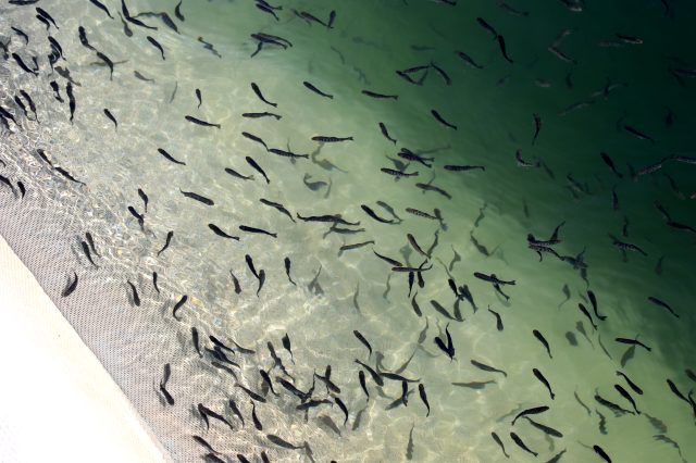 Çocukluk sevdasını işe dönüştürdü! Dünyaya satıyor 2