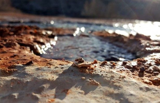 Dünyada ve Türkiye'de tek! Koruma altına alındı 8