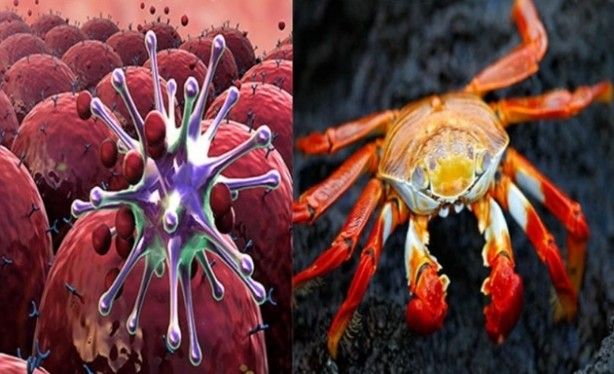 'Kanser' ismi nereden geliyor? 5