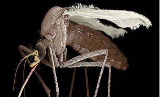 'Kanser' ismi nereden geliyor? 6