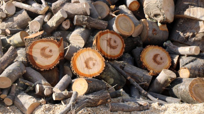 Görenler hayrete düştü! Ağacın içinden çıktı 3