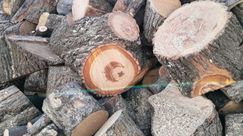 Görenler hayrete düştü! Ağacın içinden çıktı 6