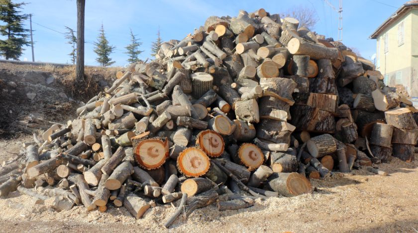 Görenler hayrete düştü! Ağacın içinden çıktı 7