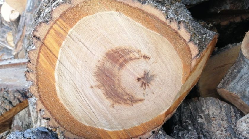 Görenler hayrete düştü! Ağacın içinden çıktı 5