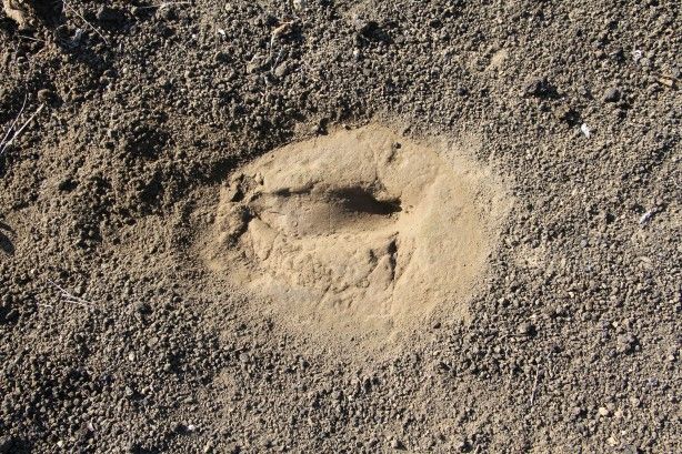 Manisa'da heyecanlandıran keşif 5