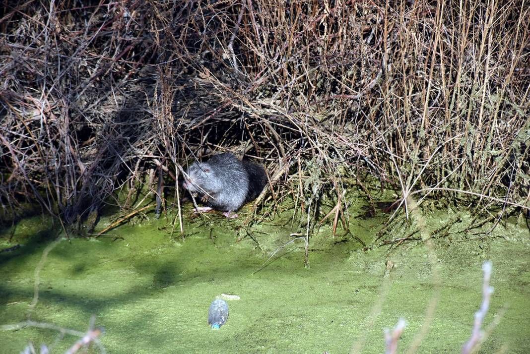 Edirneliler şaşkın! Anavatanı Güney Amerika ama... 22