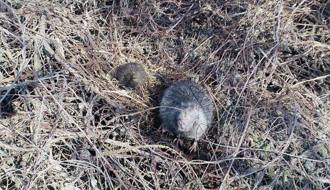Edirneliler şaşkın! Anavatanı Güney Amerika ama... 6