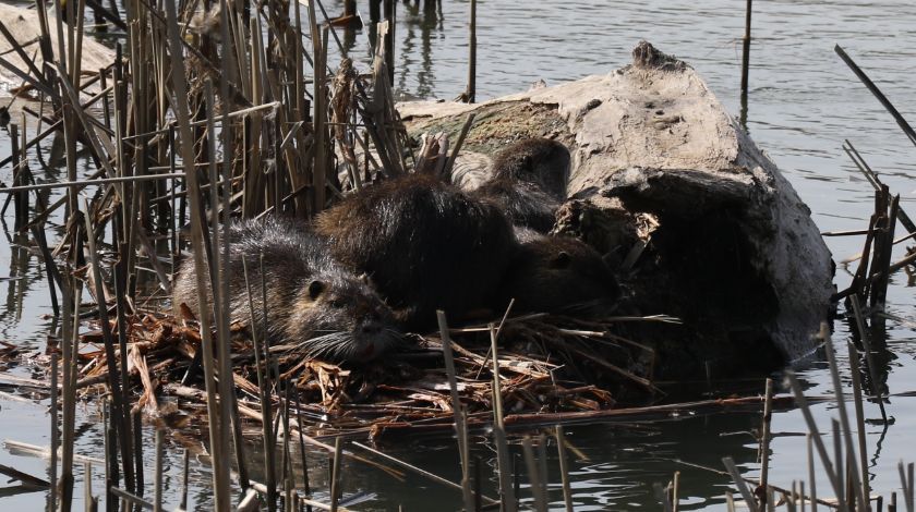 Bulgaristan'dan geldiler! İstilacı tür... 1