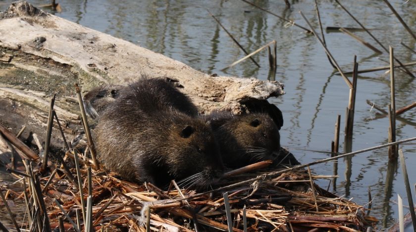 Bulgaristan'dan geldiler! İstilacı tür... 2