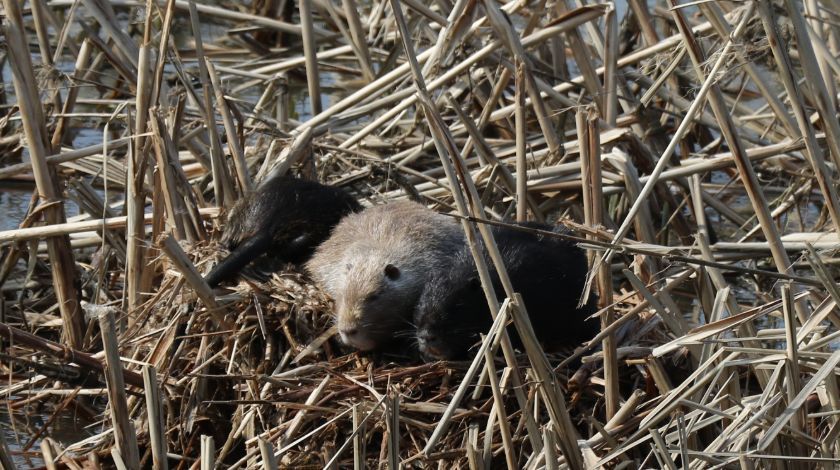 Bulgaristan'dan geldiler! İstilacı tür... 3