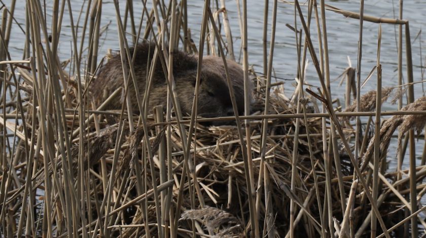 Bulgaristan'dan geldiler! İstilacı tür... 4