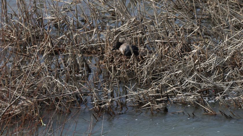 Bulgaristan'dan geldiler! İstilacı tür... 6