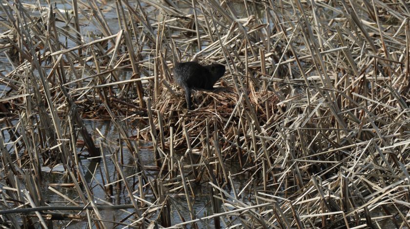 Bulgaristan'dan geldiler! İstilacı tür... 7