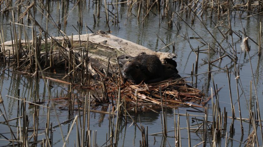 Bulgaristan'dan geldiler! İstilacı tür... 8