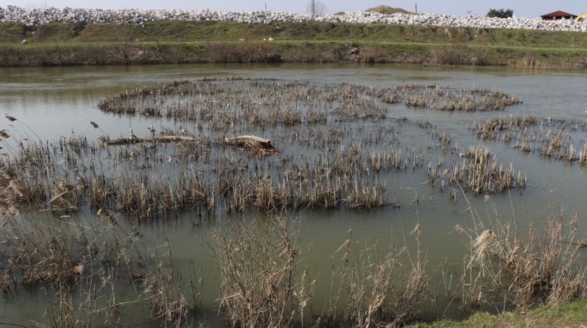 Bulgaristan'dan geldiler! İstilacı tür... 9