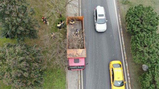 İstanbul'da teke böceği tehlikesi 6