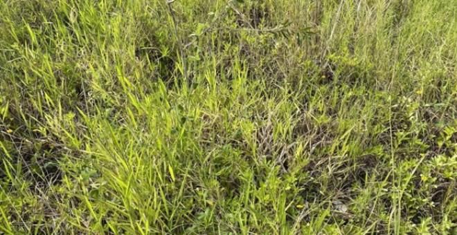 Fotoğraftaki yılanı kimse göremiyor 1