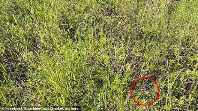 Fotoğraftaki yılanı kimse göremiyor 2