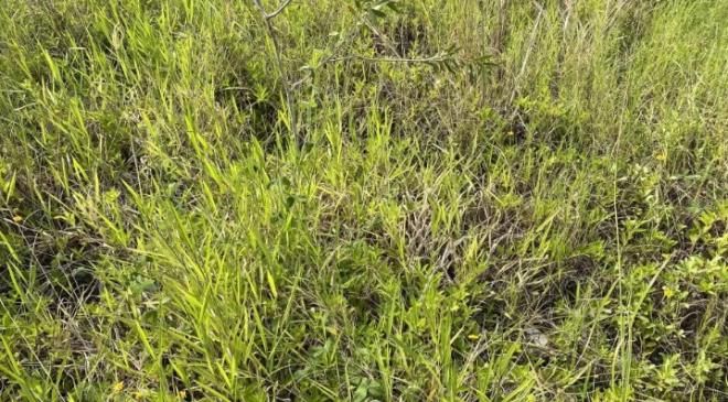 Fotoğraftaki yılanı kimse göremiyor 4