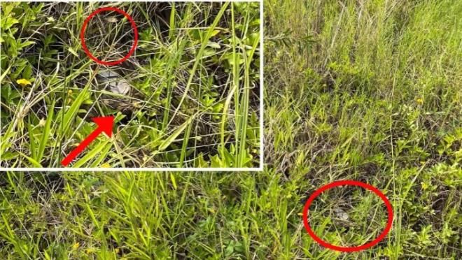 Fotoğraftaki yılanı kimse göremiyor 5