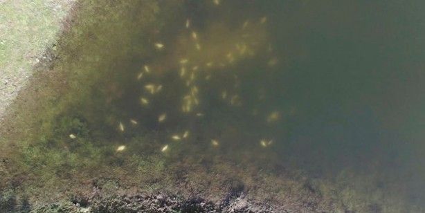 Alibeyköy Barajı'nda tedirgin eden olay! 2