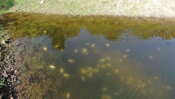 Alibeyköy Barajı'nda tedirgin eden olay! 3