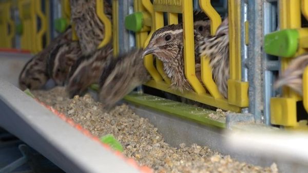 Kendi üretti! Siparişlere yetişemiyor 1