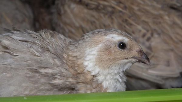 Kendi üretti! Siparişlere yetişemiyor 9