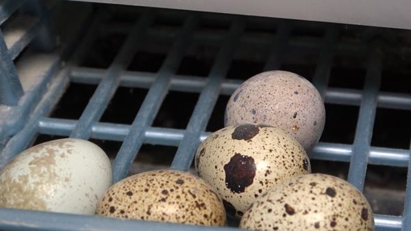 Kendi üretti! Siparişlere yetişemiyor 3