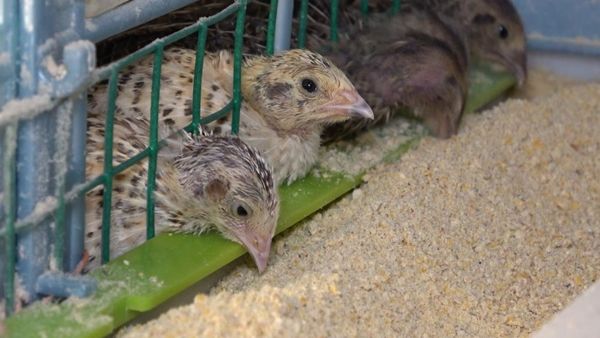 Kendi üretti! Siparişlere yetişemiyor 2