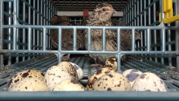 Kendi üretti! Siparişlere yetişemiyor 6