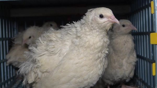 Kendi üretti! Siparişlere yetişemiyor 8