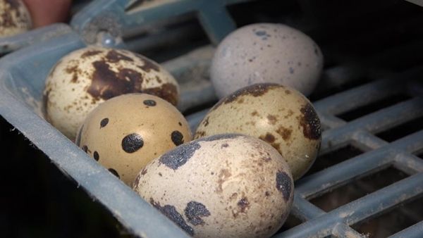 Kendi üretti! Siparişlere yetişemiyor 4